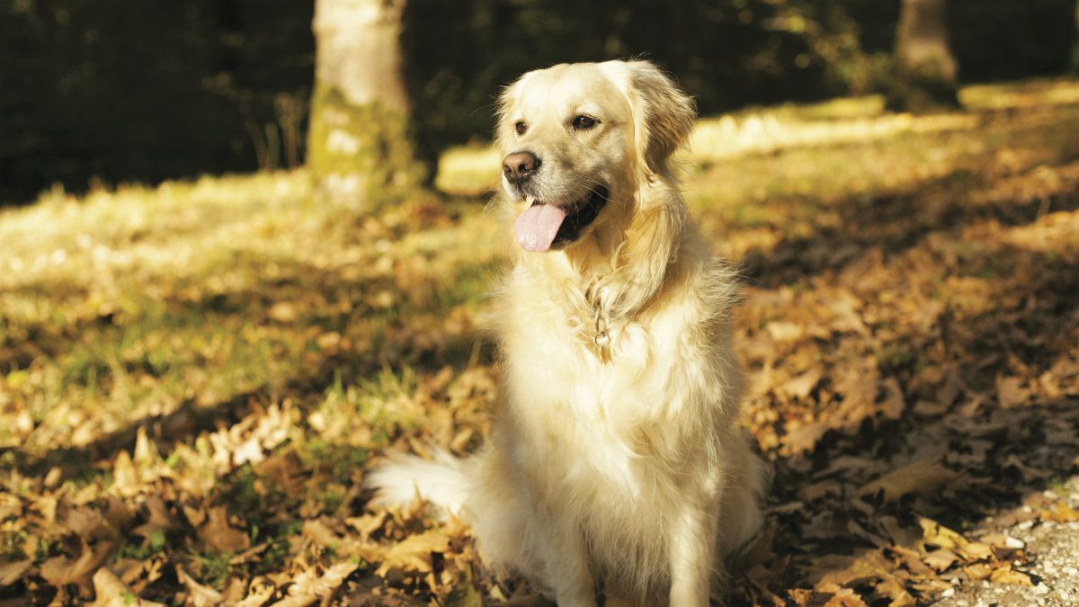 Labrador retriever