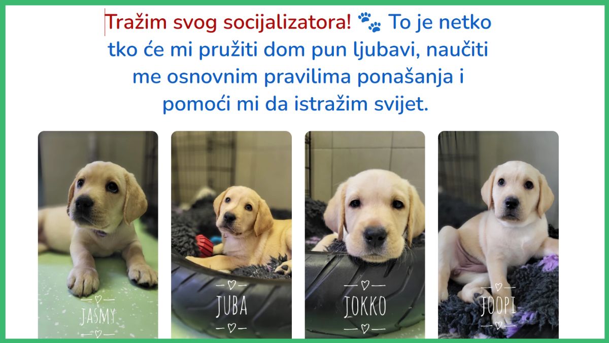 Socijalizacija pasa, terapijski psi