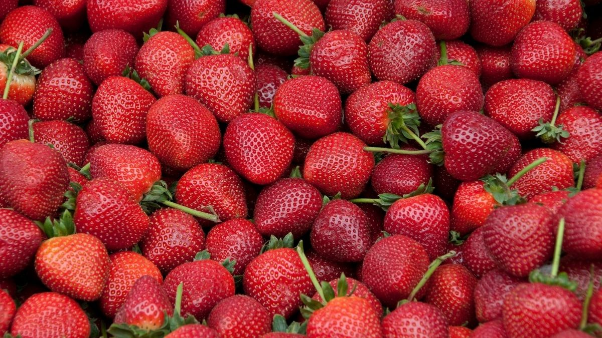 Jagode