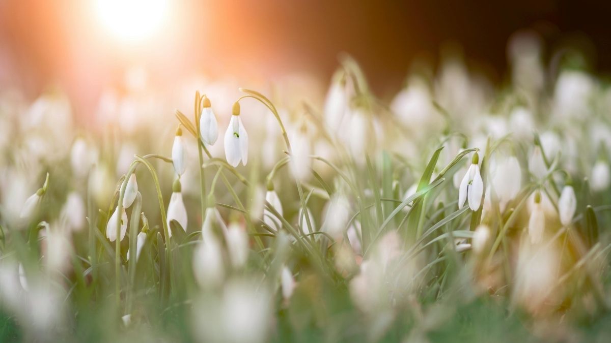 Proljeće, visibabe Pexels