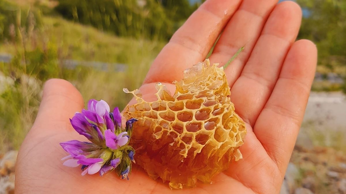 Saće, med, pčele, samoniklo bilje, priroda Privatna arhiva