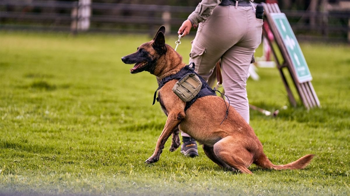 Policijski pas, Pexels