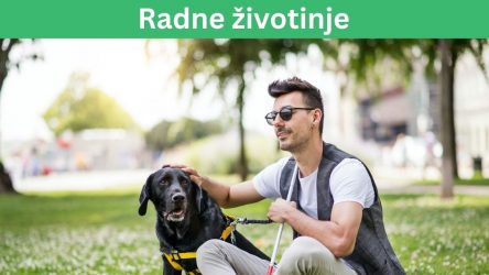 Radnici, radne životinje