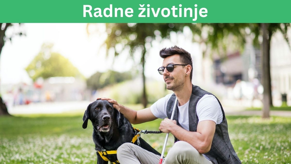 Radnici koji pomažu ljudima: Međunarodni dan radnih životinja
